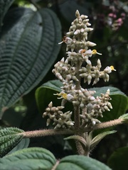 Miconia subseriata