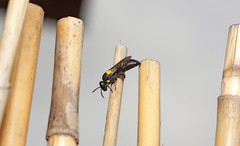 Amphylaeus obscuriceps