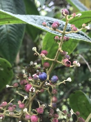 Miconia subseriata