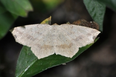 Pareclipsis gracilis