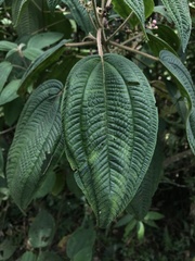 Miconia subseriata