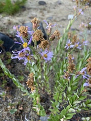 Eucephalus ledophyllus