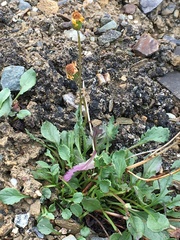 Packera hyperborealis