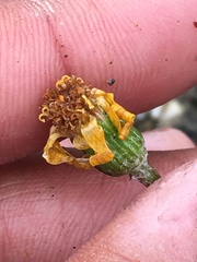 Packera hyperborealis