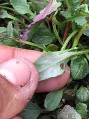 Packera hyperborealis