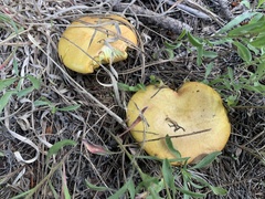 Suillus kaibabensis