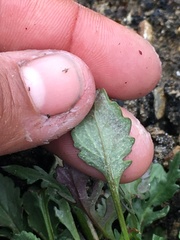 Packera hyperborealis