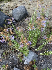 Eucephalus ledophyllus