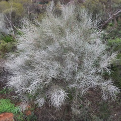 Hakea leucoptera leucoptera