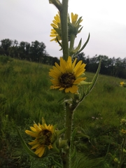 Silphium laciniatum
