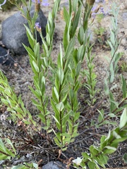 Eucephalus ledophyllus
