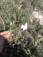 Mandevilla macrosiphon