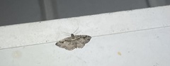 Costaconvexa