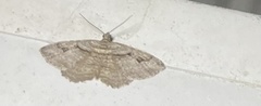 Costaconvexa