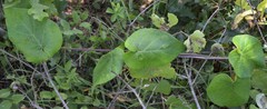 Matelea hirtelliflora