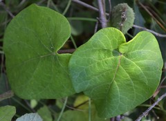 Matelea hirtelliflora