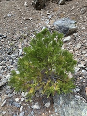 Calocedrus