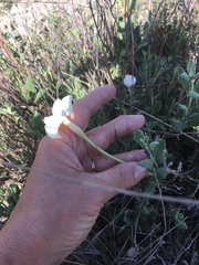Mandevilla macrosiphon