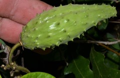 Matelea hirtelliflora