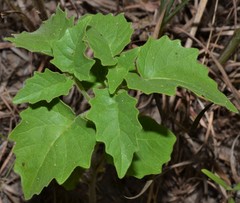 Physalis macrosperma