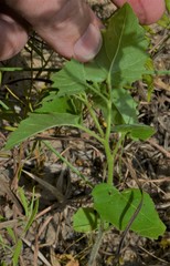 Physalis macrosperma