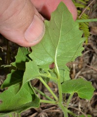 Physalis macrosperma