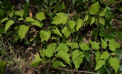 Physalis macrosperma