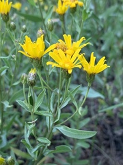 Heterotheca zionensis