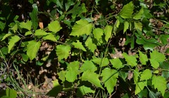Physalis macrosperma