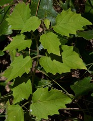 Physalis macrosperma