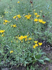 Heterotheca zionensis