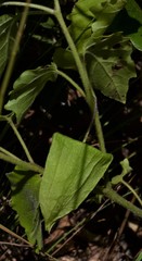 Physalis macrosperma