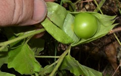 Physalis macrosperma