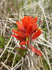 Castilleja miniata dixonii