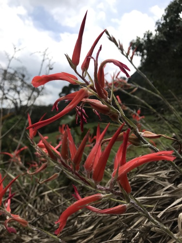 Pitcairnia pungens, photograph 2