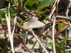 Callophrys augustinus iroides