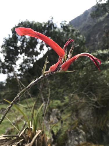 Pitcairnia pungens, photograph 3