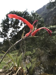 Pitcairnia pungens, photograph (c) Nicolás Baresch Uribe, some rights reserved (CC BY)