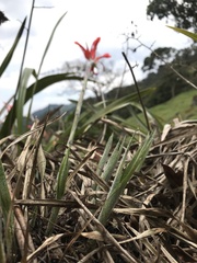 Pitcairnia pungens, photograph (c) Nicolás Baresch Uribe, some rights reserved (CC BY)