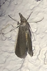 Tampa dimediatella