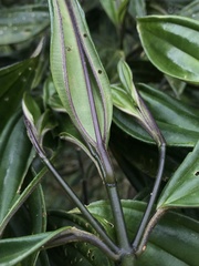 Meriania speciosa