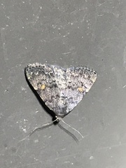 Idia diminuendis