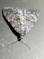 Idia diminuendis