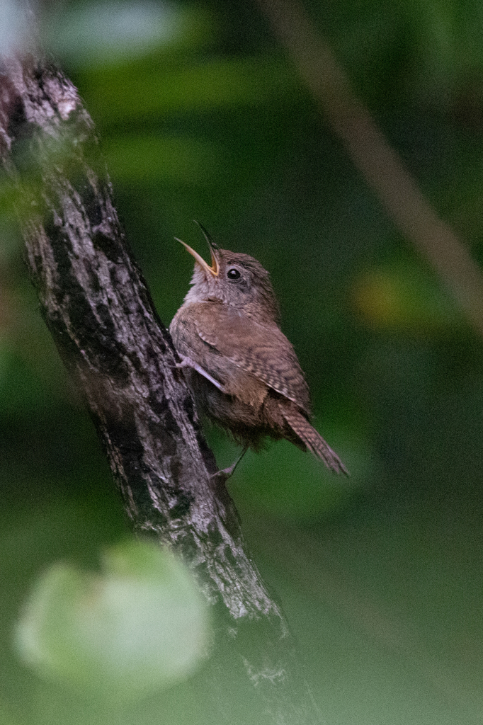 Troglodytes Wrens from Assunpink Lake, New Jersey, USA on August 4 ...