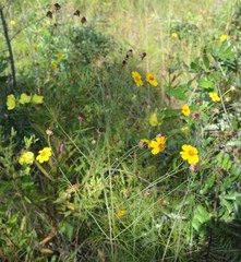 Thelesperma flavodiscum