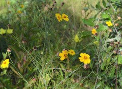 Thelesperma flavodiscum