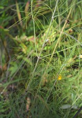 Thelesperma flavodiscum