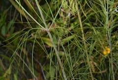 Thelesperma flavodiscum