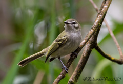 Phylloscartes ceciliae