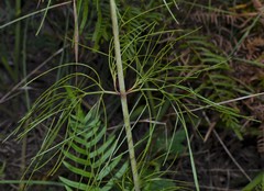 Thelesperma flavodiscum